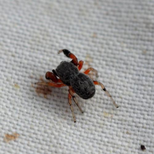 Réf. 342 300 : Ballus rufipes